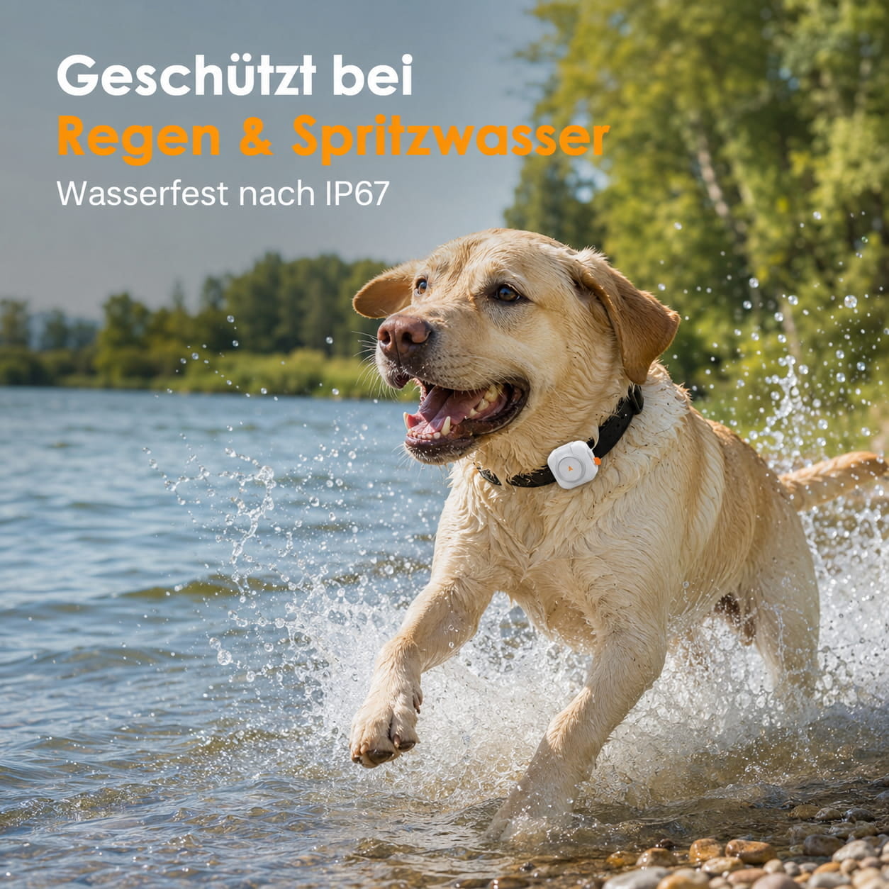 Dripdeal GPS-Tracker für Hunde – 4G Live-Ortung & Sicherheitszone